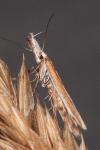 Pleurota honorella/tabelli