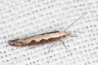Plutella xylostella
