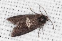 Penestoglossa gallica