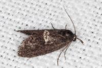 Penestoglossa gallica