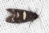 Penestoglossa gallica