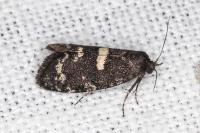 Penestoglossa gallica