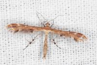Oxyptilus