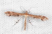 Oxyptilus