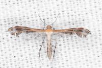 Stangeia siceliota