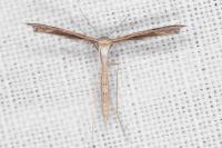 Stenoptilia