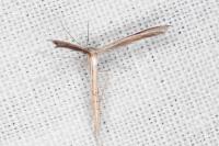 Stenoptilia