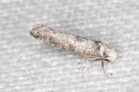 Paraswammerdamia