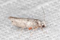 Paraswammerdamia