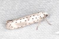 Yponomeuta irrorella