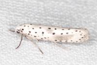 Yponomeuta irrorella