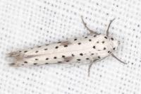 Yponomeuta irrorella
