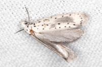 Yponomeuta irrorella