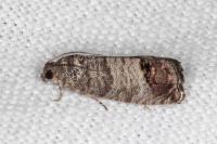 Cydia pomonella