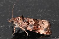 Endothenia