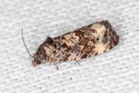 Endothenia
