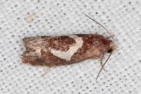 Epiblema foenella
