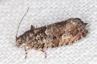Eudemis profundana