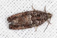 Eudemis profundana