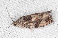 Eudemis profundana