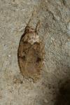 Agonopterix ferocella