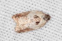 Acleris variegana