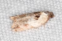 Acleris variegana