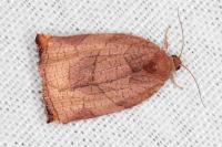 Archips podana