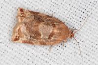 Archips xylosteana