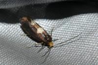 Incurvaria oehlmanniella