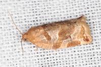 Archips xylosteana