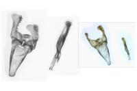 Incurvaria oehlmanniella