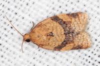 Clepsis consimilana