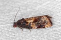 Ditula angustiorana