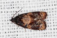 Ditula angustiorana