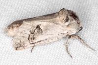 Parahypopta caestrum