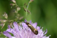 Nemophora metallica