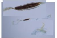 Coleophora pulchripennella