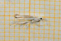 Coleophora pulchripennella