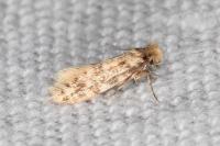 Eumasia parietariella
