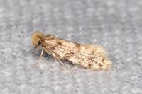Eumasia parietariella