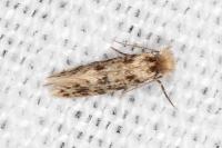 Eumasia parietariella