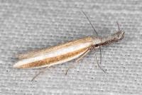 Pleurota aristella