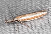 Pleurota aristella