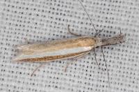 Pleurota aristella
