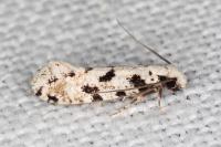 Nemapogon nevadellus