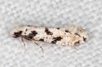 Nemapogon nevadellus