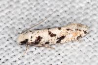 Nemapogon nevadellus