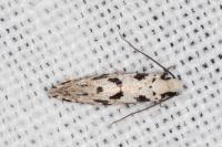 Nemapogon nevadellus