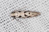 Nemapogon nevadellus